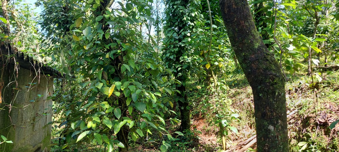 5.580cents of Land Irupanam, Thripunithra