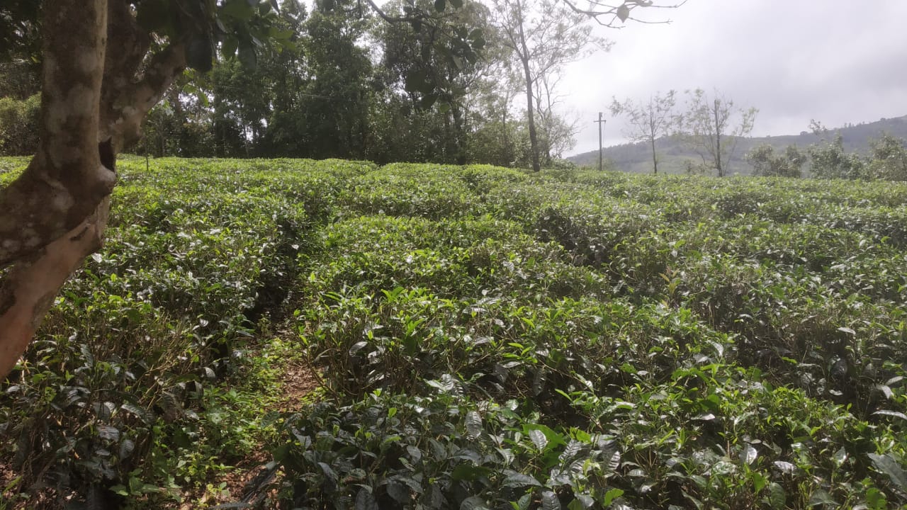 3 Acres with Old House - for sale in Vagamon Idukki, Idukki, Kerala