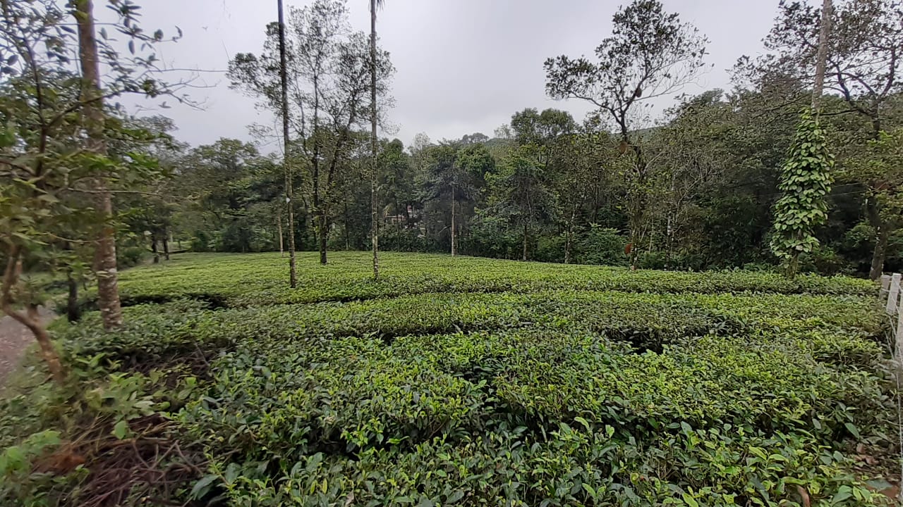 35 Cent Land for sale.