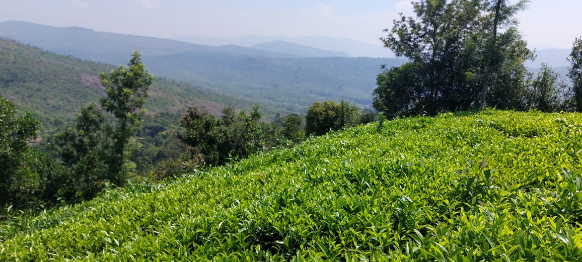 40Cents of Land - for sale in Vagamon Idukki, Idukki, Kerala
