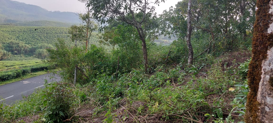 15cent of House Plot with house near Ponnurunni, Vyttila - for sale in Ponnurunni, Kochi ( Ernakulam ), Kerala