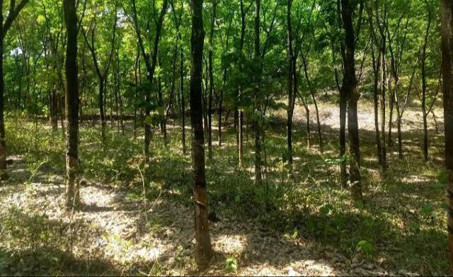 25 Acres ofRubber Plantations