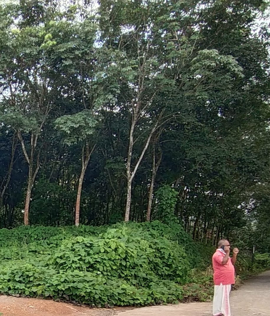 70 Cents Of Land - for sale in Kothanelloor, Kottayam, Kerala