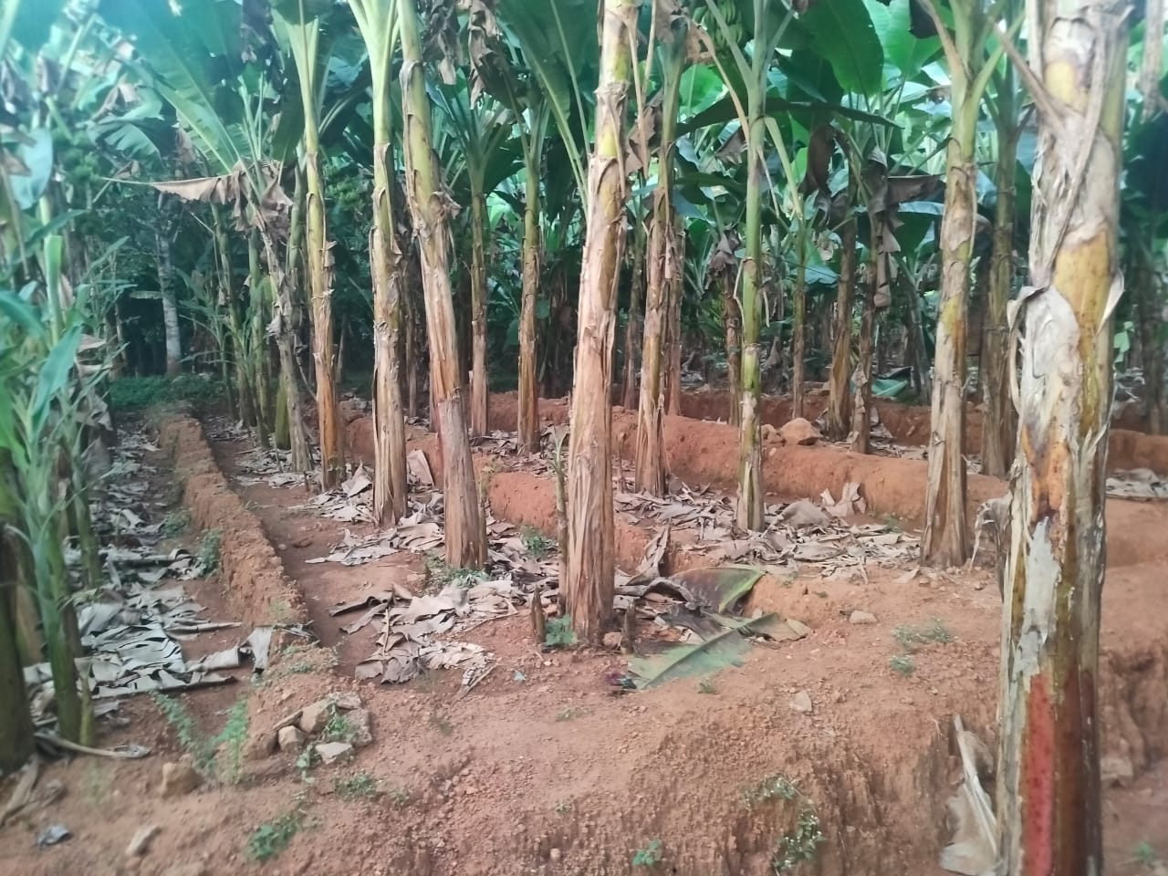1 Acres of Land near Puliyanam, Anagamaly